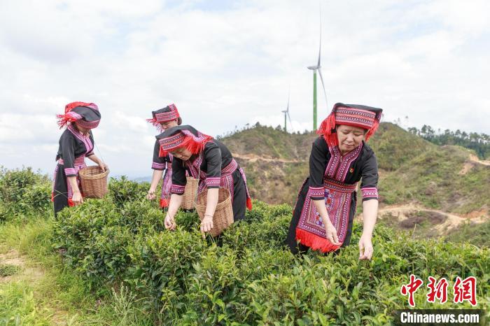 祝雪蘭(右)帶領當地村民采摘茶青?！埡游?攝